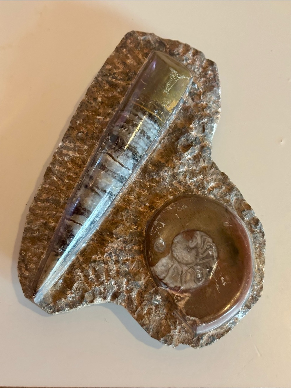 🦕🦑 Devonian Orthoceras & Jurassic Ammonite Fossils – Polished in Natural Matrix